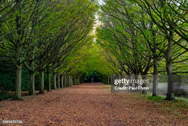 autumn forest - forest floor stock pictures, royalty-free photos & images