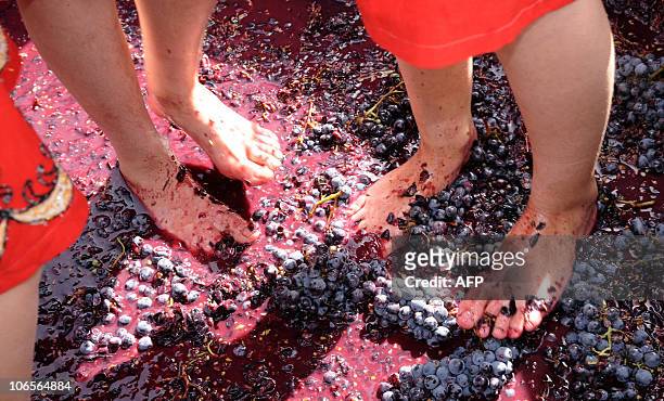 Partly seen Armenian girls tread grapes with bare feet during a wine festival in the village of Areni, some 100 km of the capital Yerevan, on October...