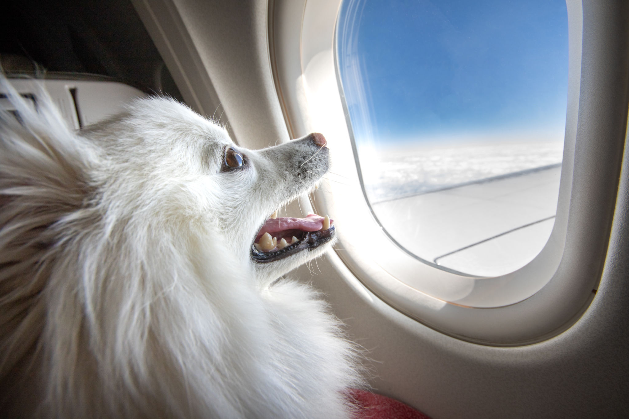 pet winter travel