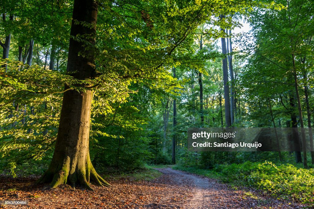 Footpath on a beech forest