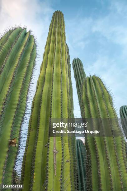 low angle view of saguaro cactus - saguaro cactus stock pictures, royalty-free photos & images