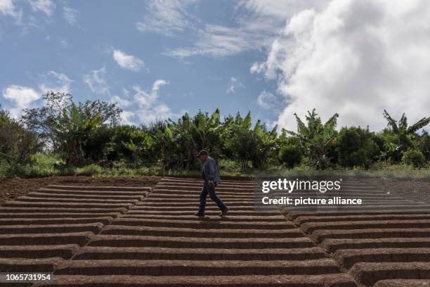 November 2018, Bolivia, Los Yungas: A man walks through a newly established coca plantation in the community of Cruz Loma, Los Yungas. This region...