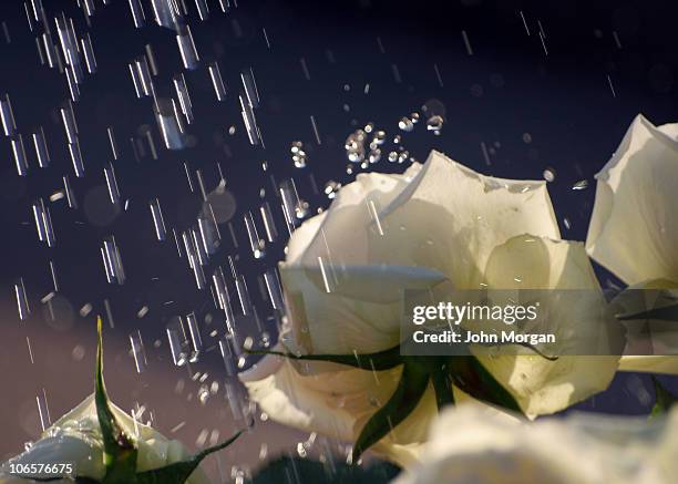 Wild Roses Raining 692 White Rose Rain Stock Photos, High-Res Pictures, and Images - Getty ...
