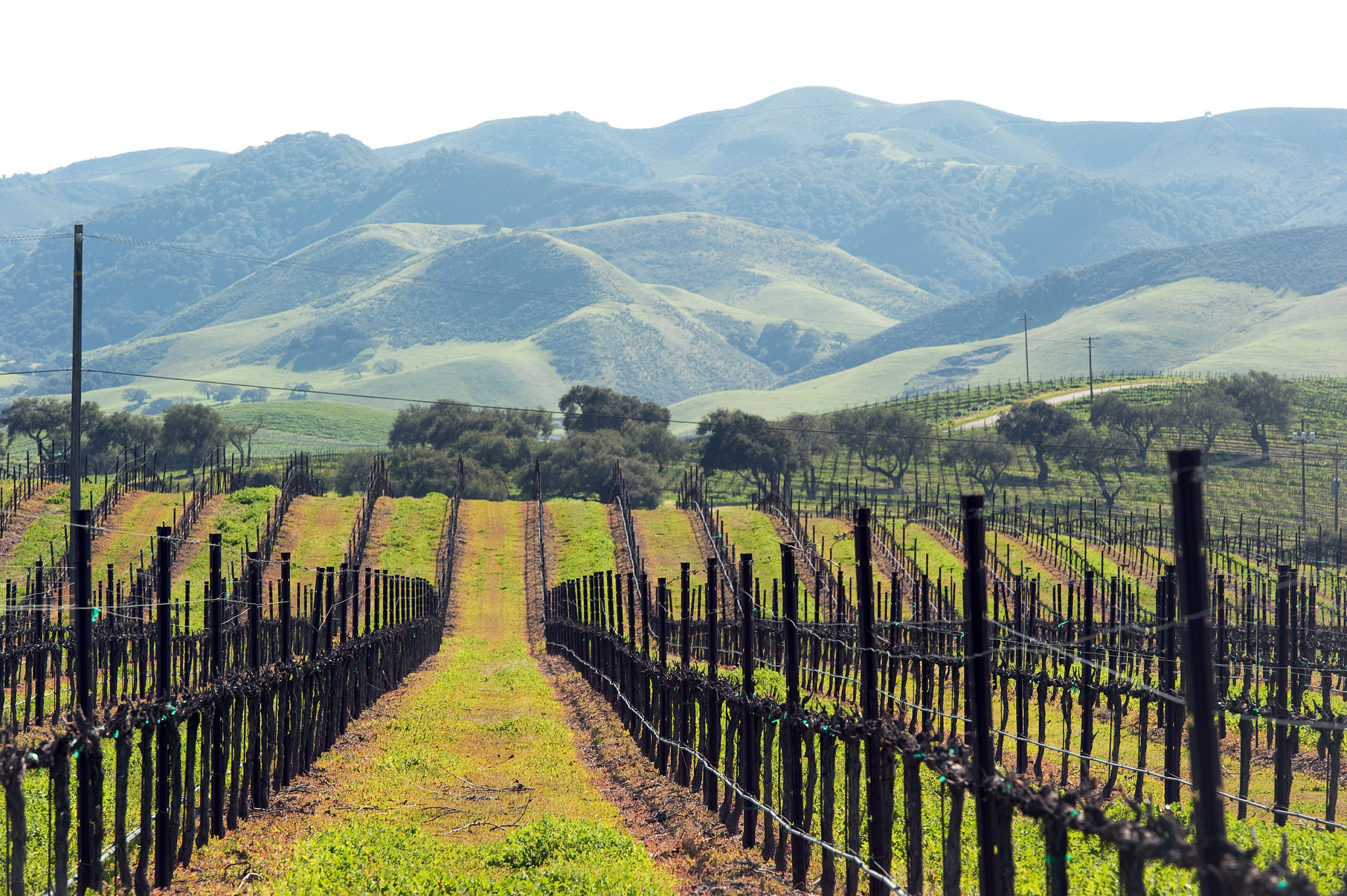 san luis obispo vineyards