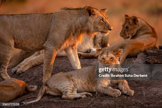 group of lions resting - löwenrudel stock-fotos und bilder