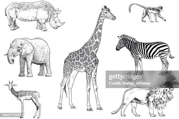 ilustraciones, imágenes clip art, dibujos animados e iconos de stock de conjunto de dibujos de vector de animales de safari. mono, rinoceronte, elefante, impala, giraffe, cebra y león - jirafa