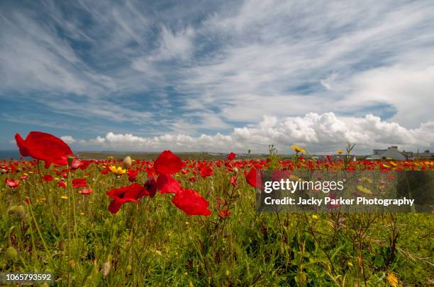 close-up image of the beautiful summer flower common red poppy flower, also known as the corn poppy, field poppy and papaver rhoeas - remembrance sunday stock pictures, royalty-free photos & images