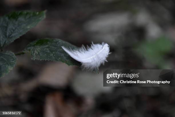 finely balanced feather - guardian angel stock pictures, royalty-free photos & images