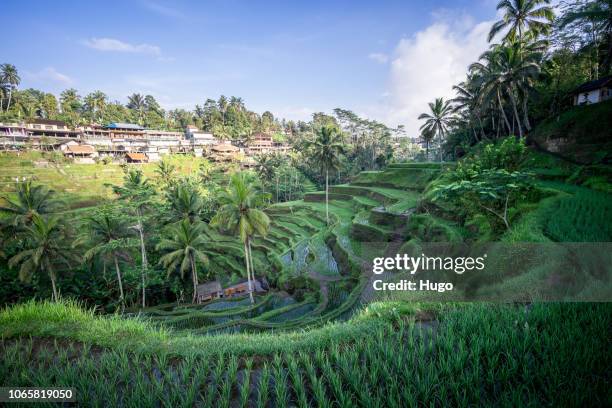 bali tegalalang - tegallalang stock pictures, royalty-free photos & images