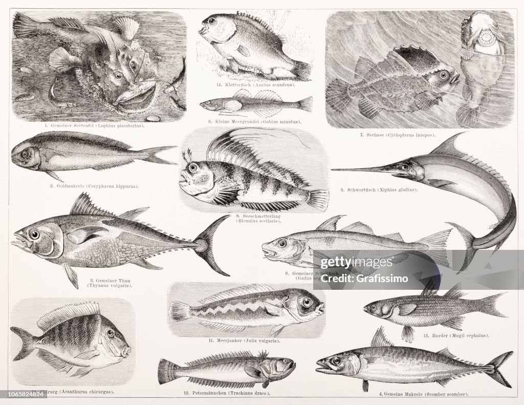 Different fish tuna and swordfish illustration
