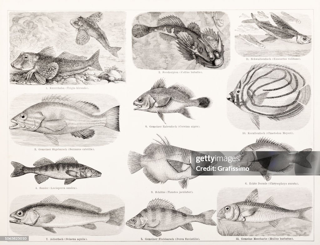 Different fish bass illustration