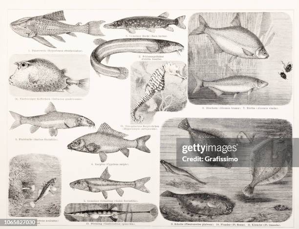 verschiedene fische karpfen und hecht illustration - plattwurm stock-grafiken, -clipart, -cartoons und -symbole