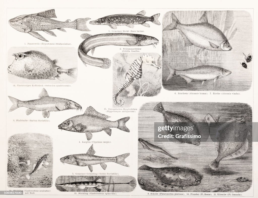 Different fish carp and pike illustration