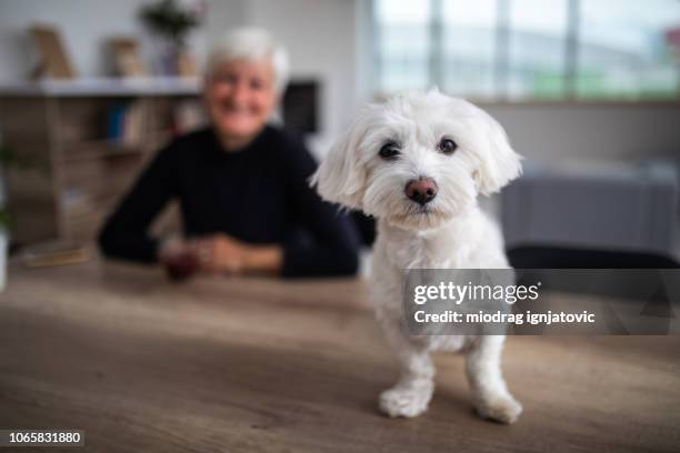 カメラ目線かわいいマルチーズ犬 - lap dog ストックフォトと画像