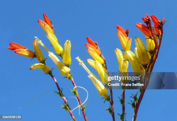 close-up of firecracker vine (ipomoea lobata, syn. mina lobata, ipomoea versicolor or quamoclit lobata) - ipomoea lobata stock pictures, royalty-free photos & images