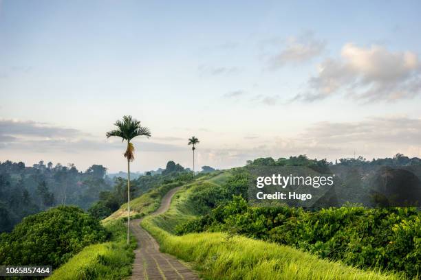 campuhan ridge walk - campuhan ridge walk stockfoto's en -beelden