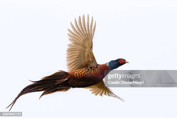 fliegende hahn fasan isoliert auf weiss (phasianus colchicus) - daunenfeder freisteller stock-fotos und bilder