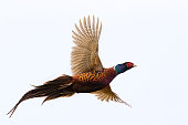 Flying Rooster Pheasant isolated on white  (Phasianus colchicus)