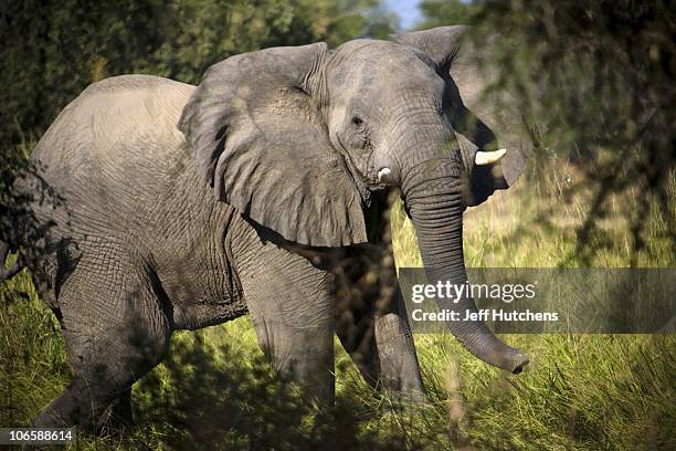 An elephant moves through the brush of the grasslands of Zakouma National Park under constant danger from poachers trying to kill them for their...