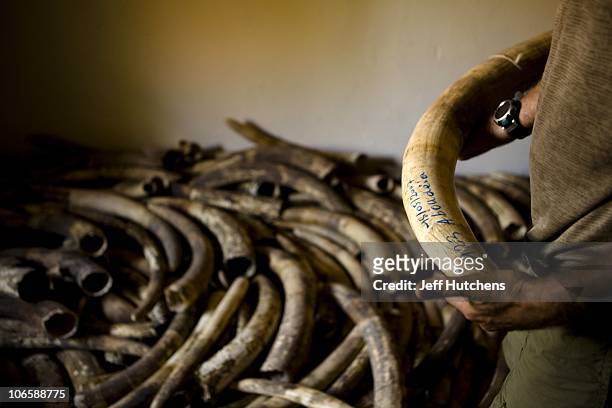 Cache of illegal elephant tusks lie confiscated in a storage room in Zakouma National Park on October 24, 2008 in Zakouma, Chad. The park is home to...