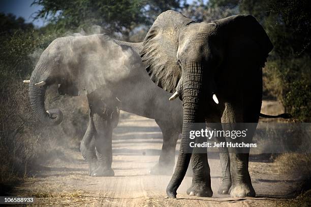 Two elephants cross a dirt road cutting through the brush of the grasslands of Zakouma National Park under constant danger from poachers trying to...