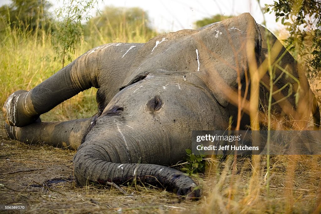 The Ivory Wars: The Fight Against Elephant Poaching in Central Africa