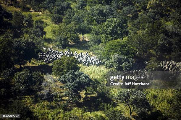 An elephant herd moves through the grasslands as a conservationist's plane flies over Zakouma National Park doing aerial surveys to record the health...