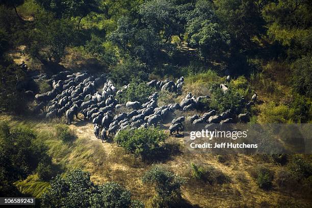 An elephant herd moves through the grasslands as a conservationist's plane flies over Zakouma National Park doing aerial surveys to record the health...