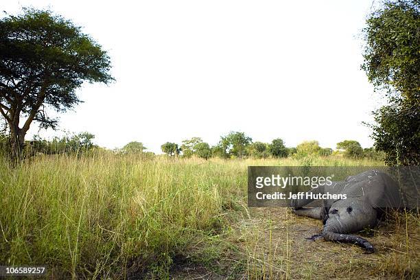 An elephant lies dead in the grasslands of Zakouma National Park under the shade of a tree after poachers fired automatic weapons into a herd of...
