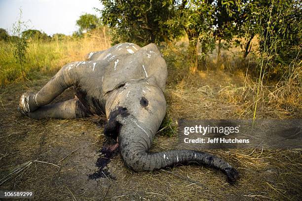 An elephant lies dead in the grasslands of Zakouma National Park under the shade of a tree after poachers fired automatic weapons into a herd of...