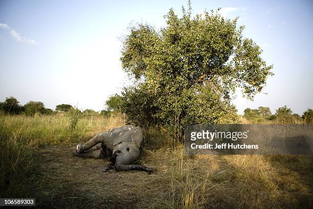 An elephant lies dead in the grasslands of Zakouma National Park under the shade of a tree after poachers fired automatic weapons into a herd of...