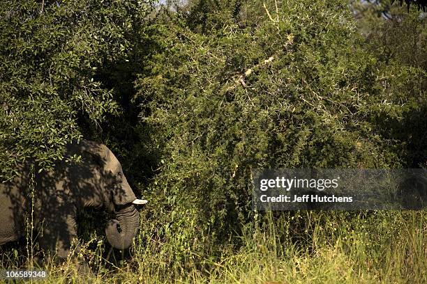 An elephant moves through the brush of the grasslands of Zakouma National Park under constant danger from poachers trying to kill them for their...