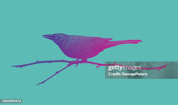 common grackle perching on branch - common blackbird stock illustrations