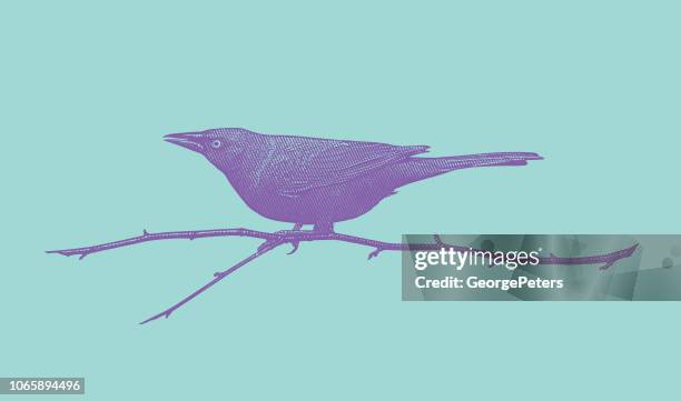 common grackle perching on branch - common blackbird stock illustrations