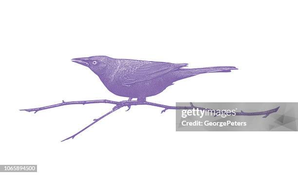 common grackle perching on branch - common blackbird stock illustrations