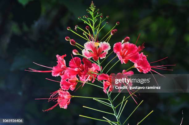 tropical red and purple amazon flower - antirrhinum majus stockfoto's en -beelden