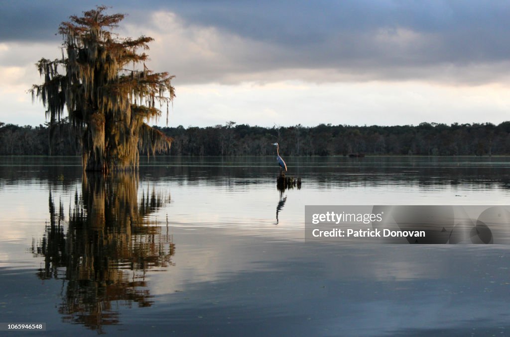 Great Blue Heron and Cypresses, Lake Martin, Louisiana