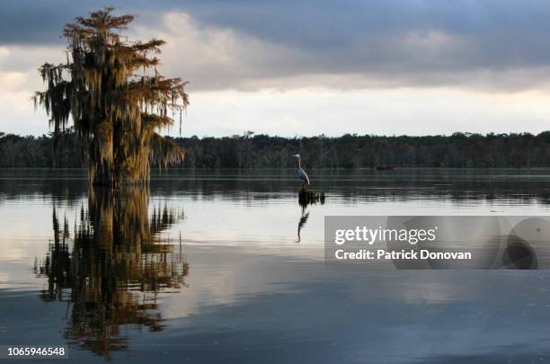 great blue heron and cypresses, lake martin, louisiana - gulf coast states stock pictures, royalty-free photos & images