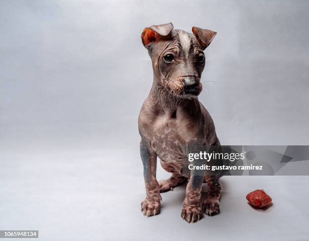 peruvian hairless dog - sans poils photos et images de collection