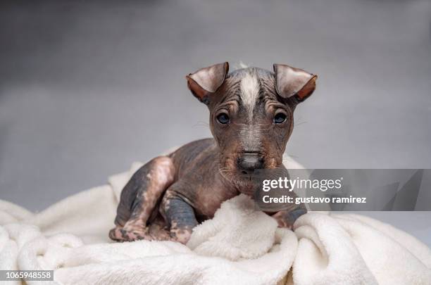 peruvian hairless dog - sans poils photos et images de collection