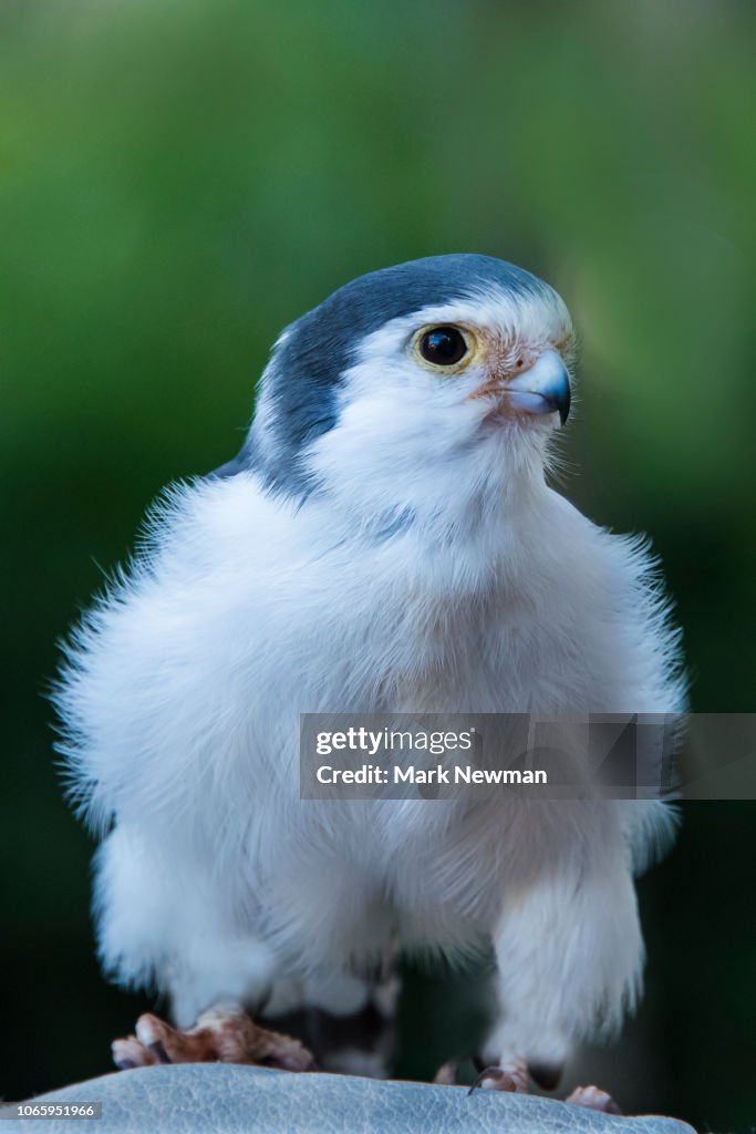 Pygmy Falcon