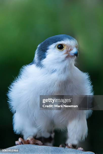 Pygmy Falcon High-Res Stock Photo