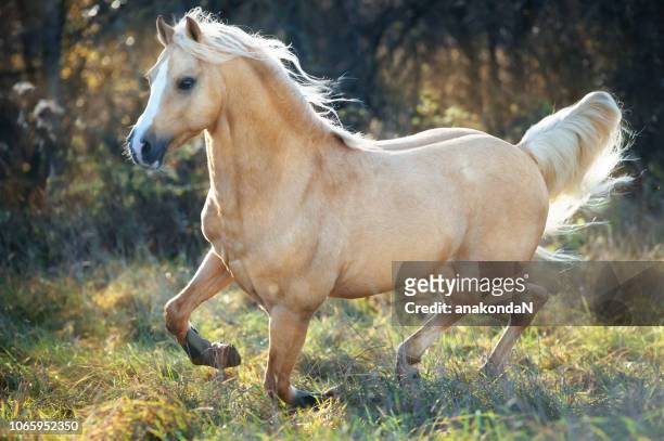 1,830 Palomino Horse Photos and Premium High Res Pictures - Getty Images