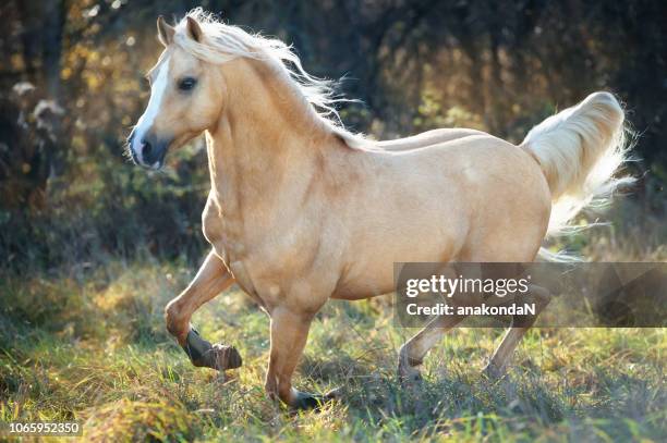 running palomino welsh pony with long mane posing at freedom - welsh culture bildbanksfoton och bilder