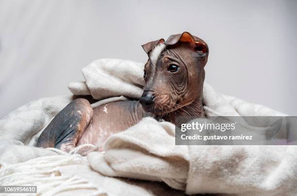 peruvian hairless dog - big dog little dog stock pictures, royalty-free photos & images