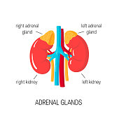Vector diagram of adrenal glands in flat style.
