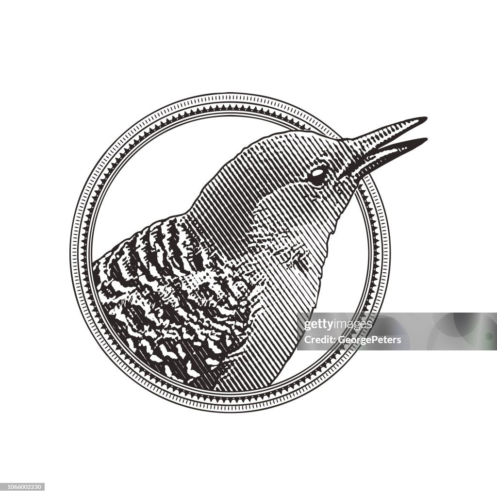 Röd Bellied hackspett i en cirkel ram Design Element