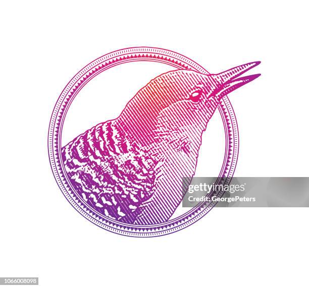 red bellied woodpecker in a circle frame design element - red bellied woodpecker stock illustrations