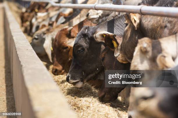 Cattle feed from a trough in their pen at the Karan Beef Ltd. Feedlot in Heidelberg, outside Johannesburg, South Africa, on Friday, Nov. 23, 2018....