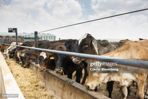 Cattle feed from a trough in their pen at the Karan Beef Ltd. Feedlot in Heidelberg, outside Johannesburg, South Africa, on Friday, Nov. 23, 2018....